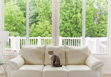 Vue d'un intérieur avec un chat sur le canapé, volets ouverts