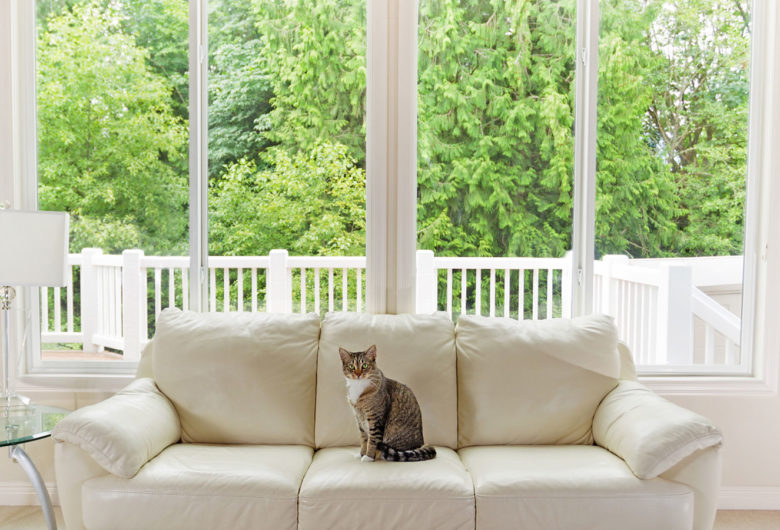 Vue d'un intérieur avec un chat sur le canapé, volets ouverts