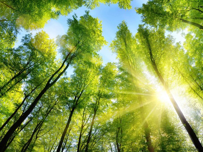 Sobriété énergétique - Bubendorff volets roulants - plantation de forêts