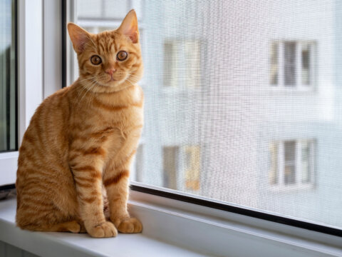 visuel-moustiquaire-lateral-bubendorff-chat
