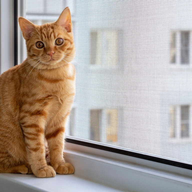 visuel-moustiquaire-lateral-bubendorff-chat
